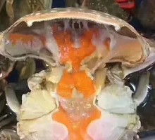 Freshly Caught Crab with Abundant Roe and Meat