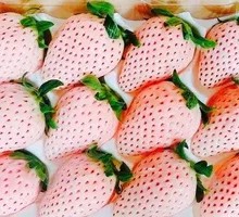 Japanese Snowy Strawberry