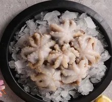 Yellow Sea Baby Octopus