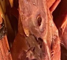 Secret-Recipe Duck Head