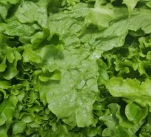 Lettuce