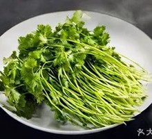 Cilantro