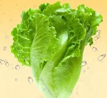 Romaine Lettuce