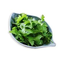 Cilantro