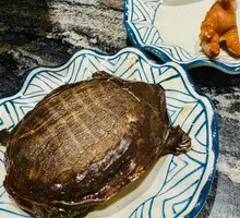 Spicy Softshell Turtle