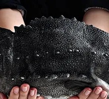 Chef's Private Sea Cucumber with Fish