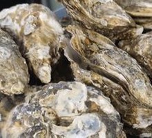 Pressure Cooker Oysters