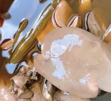 Signature Duck Liver