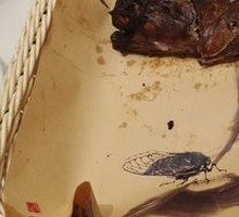 Huangni Roast Pigeon