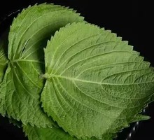 Perilla Leaf