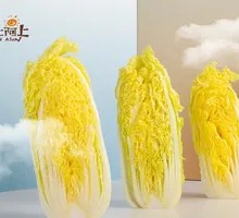 Napa cabbage