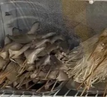 Enoki Mushroom