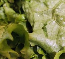 Lettuce
