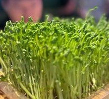 Live Bean Sprouts