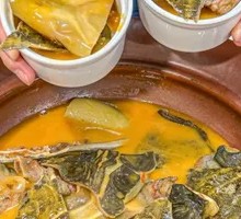Golden Soup Softshell Turtle