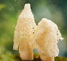 Fresh Bamboo Fungus