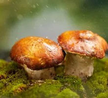 King Oyster Mushroom