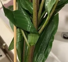 Flying Fish Roe Sushi