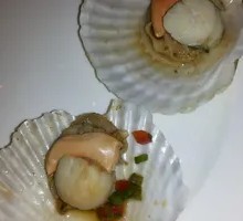Scallop
