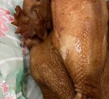 Five-Spice Braised Chicken