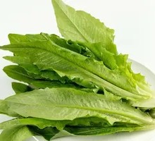 Oilseed lettuce