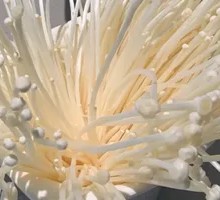 Enoki Mushroom