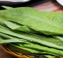 Oilseed lettuce