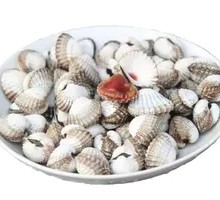Blood Clam