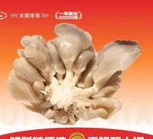 Enoki Mushroom
