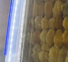 Sea Urchin
