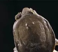 Braised Ecological Softshell Turtle