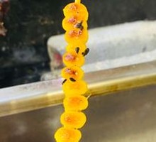 Corn Kernels