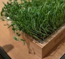 Fresh Organic Mung Bean Sprouts