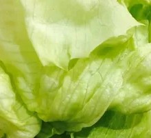 Romaine lettuce