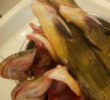 Yellow Croaker