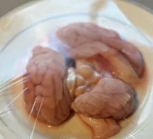 Pig Brain Flowers