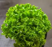 Grilled Meat Essential Lettuce