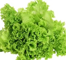 Romaine Lettuce