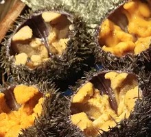 Live Sea Urchin Sashimi