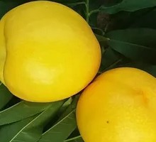 Premium Butter Peach Delight