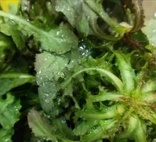 Dipping Bitter Mustard Greens