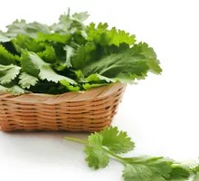 Cilantro