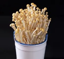 Golden Enoki Mushroom