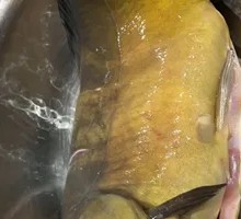 Scaled Fish