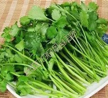 Cilantro