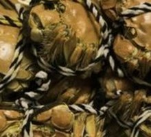 Yangcheng Lake Crab