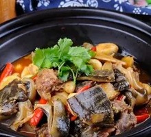 Red-Wine Softshell Turtle