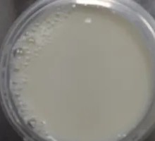 Freshly Ground Soy Milk