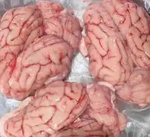Fresh Pig Brain