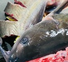 Sauce-Flavored Stove Fish